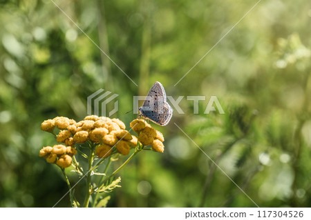 Copper butterfly sitting on a yellow flower tansy on green blurred background. Sunny summer day. Macro, close up, side view. Copper butterfly sitting on a yellow flower tansy on green blurred background. Sunny summer day. Macro, close up, side view. 117304526