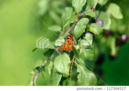 Polygonia butterfly or polygonia egea sits on green leaf background. Beautiful butterfly with mottled brown orange wings. Beautiful summer macro photo. Polygonia butterfly or polygonia egea sits on green leaf background. Beautiful butterfly with mottled brown orange wings. Beautiful summer macro photo. 117304527