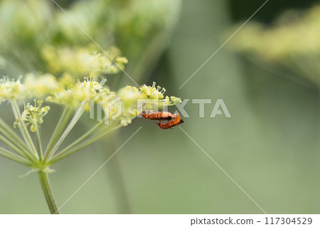 Two cantharis fusca beetles on green background. Insect pests. Side view, macro. Two red beetles reproduce on the plant. Two cantharis fusca beetles on green background. Insect pests. Side view, macro. Two red beetles reproduce on the plant. 117304529