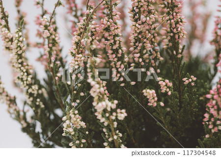 Pink heather background closeup. Blooming calluna texture. Pink heather background closeup. Blooming calluna texture. 117304548