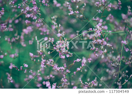 Small purple limonium flowers on a green background. Floral background. Small purple limonium flowers on a green background. Floral background. 117304549