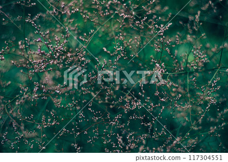 Pink limonium on dark green background. Beautiful garden flower. 117304551