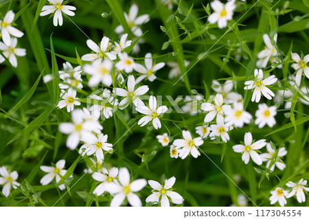 Small white flowers stellaria holostea on green background. Chickweed, stitchwort meadow flowers. Small white flowers stellaria holostea on green background. Chickweed, stitchwort meadow flowers. 117304554