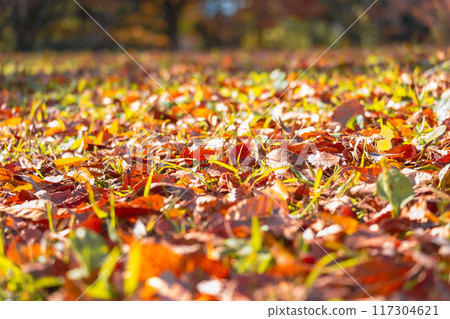 秋天的地面覆蓋著落葉 秋天的地面覆蓋著落葉 117304621