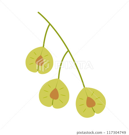 Elm seeds. Hand drawn trendy flat style isolated  117304749