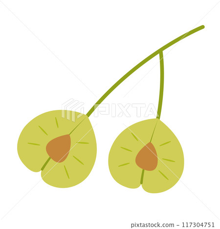 Elm seeds. Hand drawn trendy flat style isolated  117304751