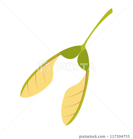 Maple seed. Hand drawn trendy flat style isolated  117304755