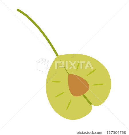 Elm seed. Hand drawn trendy flat style isolated  117304768