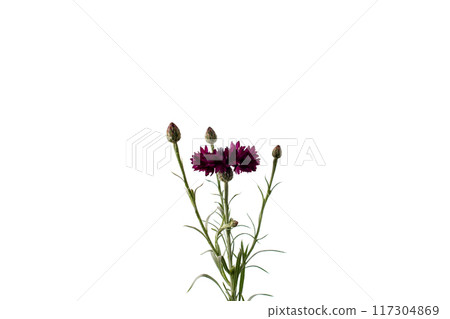 Single stem of a flowering plant with several leaves, one fully bloomed dark purple flower, and multiple buds. Cornflower plant details. Ideal for botany, growth stages, and natural beauty of flora 117304869
