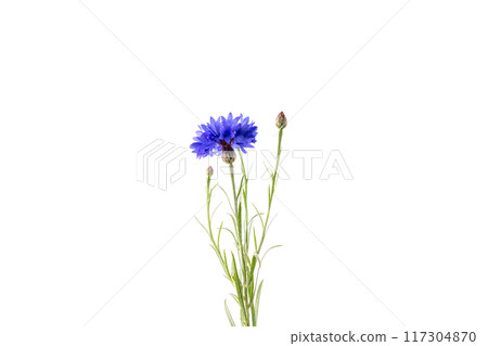 Single blue cornflower with fully bloomed flower, closed bud to the right, green leaves, and stems. Ideal for botany, plant growth stages, artistic purposes 117304870
