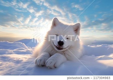 a white dog laying in the snow on a sunny day, samoyed dog, 117304983