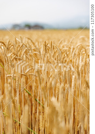 Wheat field 117305100