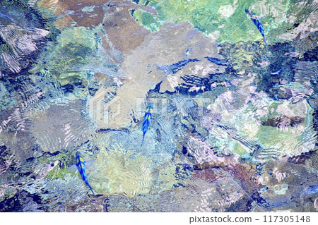 Colorful fish swimming in the coral reef Colorful fish swimming in the coral reef 117305148