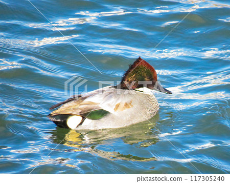 雄性蘆葦鴨在河裡游泳 117305240