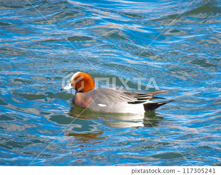 雄性 wigeon 在河裡游泳 117305241