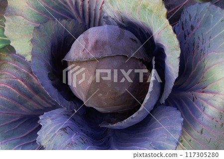 Purple core wild cabbage texture, unusual floral background Purple core wild cabbage texture, unusual floral background 117305280