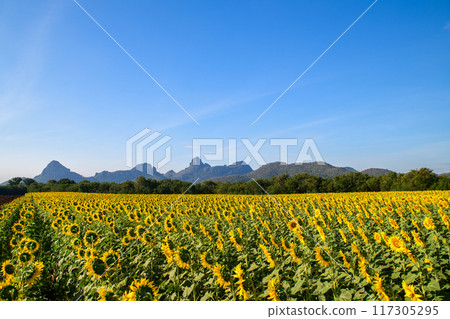 Beautiful sunflower flower blooming in sunflowers field with big moutain and blue sky background. 117305295