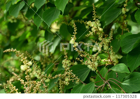 初夏的花 赤龜的雄花 117305328