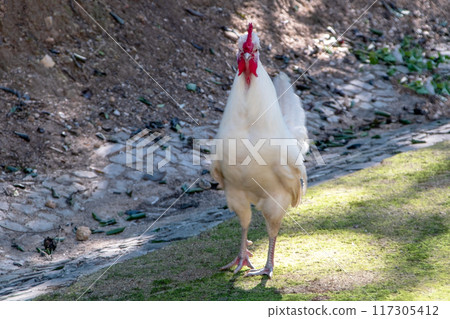 Wild roosters in a city park Wild roosters in a city park 117305412