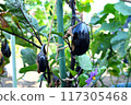 Eggplants grown in a home garden 117305468