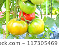 Large tomatoes growing in a home garden 117305469
