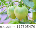 Green tomatoes growing in a home garden 117305470