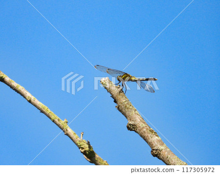 Shiokaratombo住在樹枝上 117305972