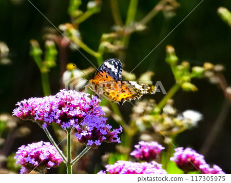 Orange butterfly resting on a verbena flower Orange butterfly resting on a verbena flower 117305975