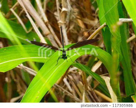 A black-winged dragonfly resting on a leaf A black-winged dragonfly resting on a leaf 117305986