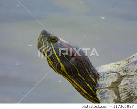 Close-up of a red-eared slider's face Close-up of a red-eared slider's face 117305987