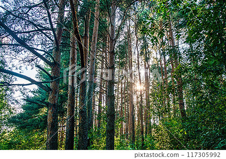 Amazing coniferous tree grove in England (Wales, Scotland Northern Ireland) Amazing coniferous tree grove in England (Wales, Scotland Northern Ireland) 117305992