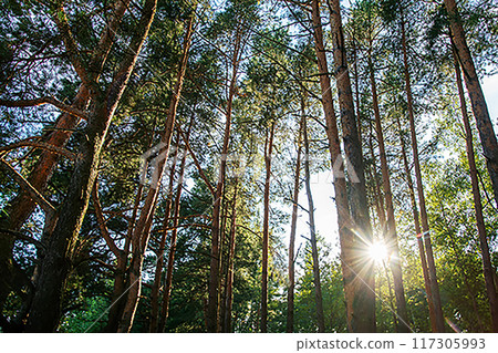 Amazing coniferous tree grove in England (Wales, Scotland Northern Ireland) Amazing coniferous tree grove in England (Wales, Scotland Northern Ireland) 117305993