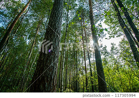 mixed forest with coniferous and deciduous trees near Manchester mixed forest with coniferous and deciduous trees near Manchester 117305994
