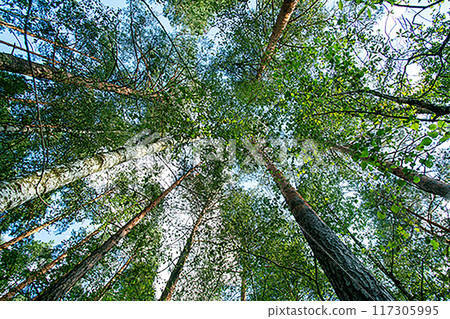 mixed forest with coniferous and deciduous trees near city of England (Wales, Scotland) - low angle view on tops of trees in summer mixed forest with coniferous and deciduous trees near city of England (Wales, Scotland) - low angle view on tops of trees in summer 117305995