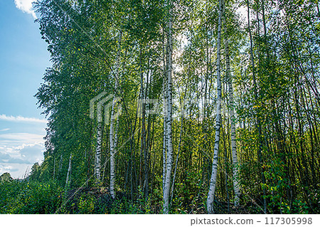 Amazing birch tree forest and young grove of birches and aspens in England (or Wales Scotland or Northern Ireland) Amazing birch tree forest and young grove of birches and aspens in England (or Wales Scotland or Northern Ireland) 117305998