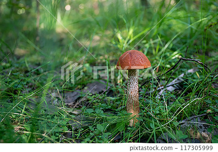 Aspen mushroom in mixed forest next to one city in England (Wales, Scotland, Northern Ireland) Aspen mushroom in mixed forest next to one city in England (Wales, Scotland, Northern Ireland) 117305999