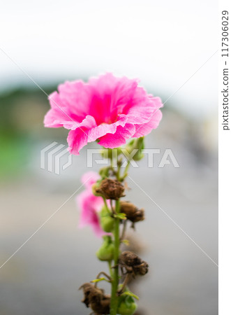 Pink flowers Pink flowers 117306029