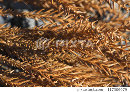 Deciduous cedar leaves 117306079