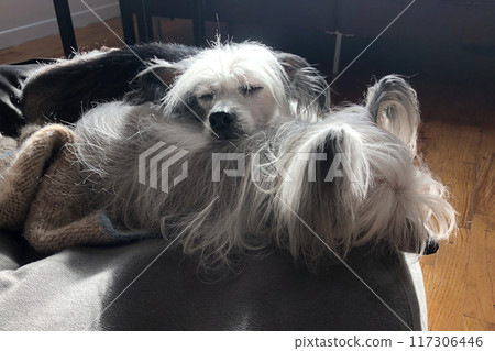 Chinese Crested Dog Chinese Crested Dog 117306446