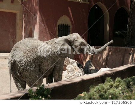 Elephant close up portrait, wild animal life 117306506