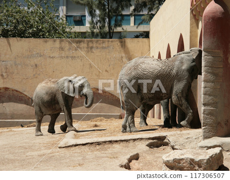 Elephant close up portrait, wild animal life 117306507