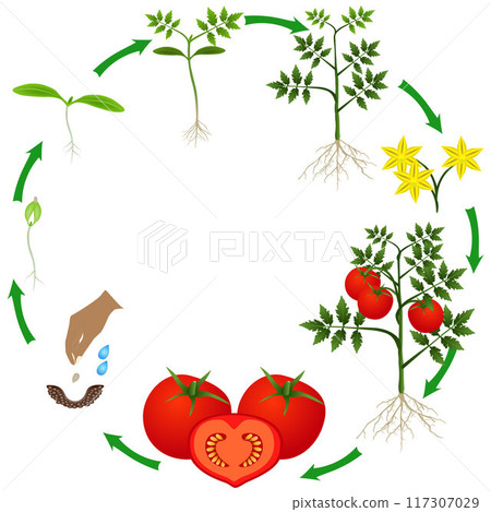 Life cycle of a tomato plant on a white background. 117307029
