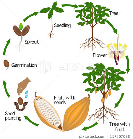 Cycle of growth of cocoa tree on a white background. 117307088