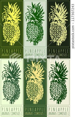 Set of vector drawing PINEAPPLE in various colors. Hand drawn illustration. Latin name is ANANAS COMOSUS L Set of vector drawing PINEAPPLE in various colors. Hand drawn illustration. Latin name is ANANAS COMOSUS L 117307243