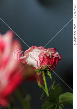 Delicate white-pink rose on a black background 117307325