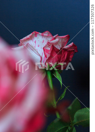 Delicate white-pink rose on a black background Delicate white-pink rose on a black background 117307326