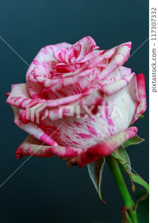 Delicate white-pink rose on a black background 117307332