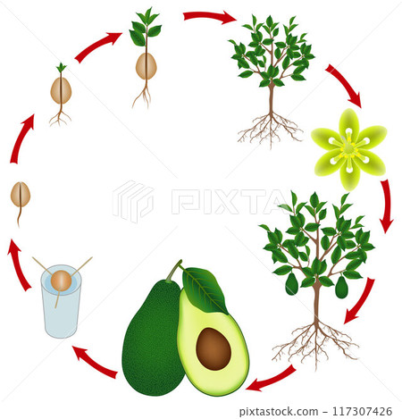 Life cycle of an avocado tree on a white background. 117307426