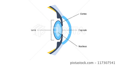 Human eye lens 117307541