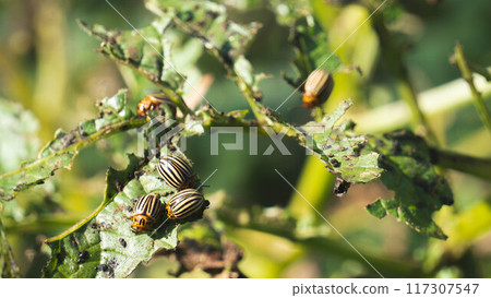 insects devour plant insects devour plant 117307547